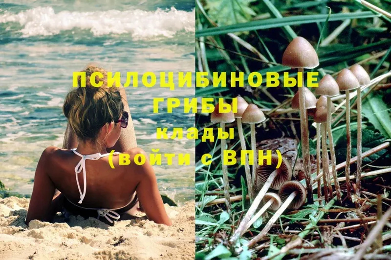 Псилоцибиновые грибы Psilocybe  Кингисепп 